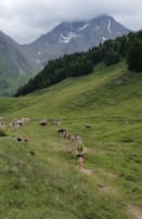 Ursina auf der Alp Tscharnoz